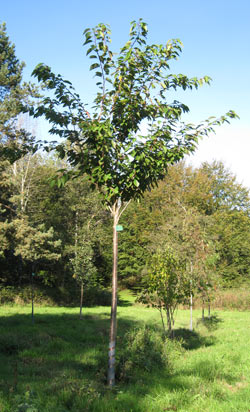 Prunus serrulata Kanzan. 2011