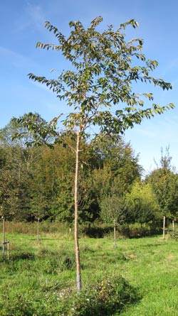 Prunus subhirtella Accolade. 2011.