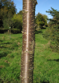Prunus subhirtella Accolade. Bark. 2011.