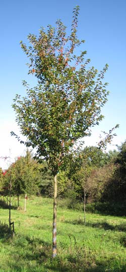 Prunus umineko. 2011