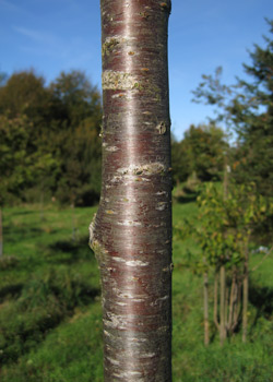 Prunus x eminens Umbraculifera. Bark. 2011