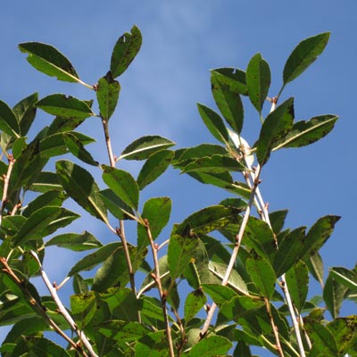 Prunus x eminens Umbraculifera. Blade. 2011
