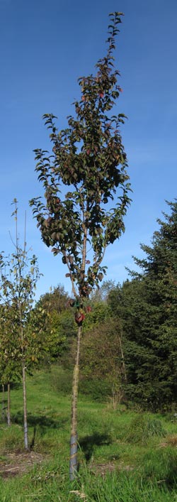 Prunus x hillieri Spire. 2011