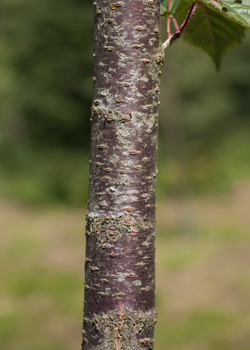 Prunus x hillieri Spire. Bark. 2011