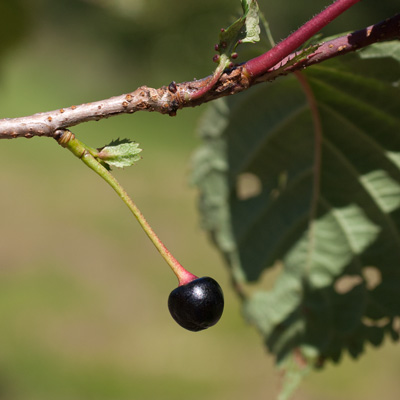 Prunus x hillieri Spire. Frugt. 2011