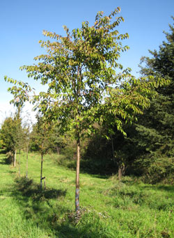 Prunus x Subhirtella. 2011