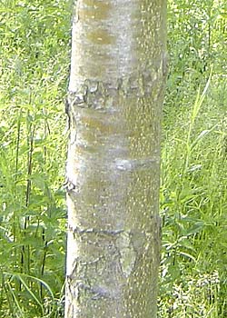 Pyrus caucasica. Bark. Foto 2005