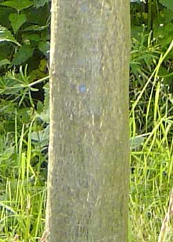 Quercus cerris. Bark. Foto 2005