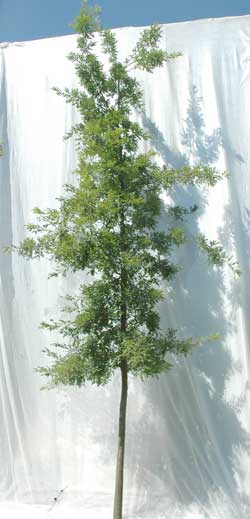 Quercus cerris. Ubeskåret. Foto 2005
