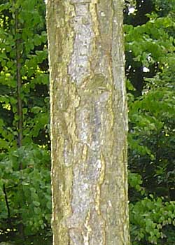 Quercus frainetto. Bark. Foto 2005