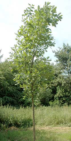 Quercus frainetto. Ubeskåret. Foto 2005