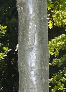 Quercus palustris. Bark. Foto 2005