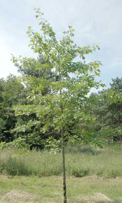 Quercus palustris. Ubeskåret. Foto 2005