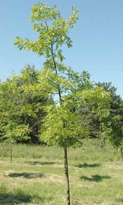 Quercus palustris. Opbygningsbeskåret. Foto 2005