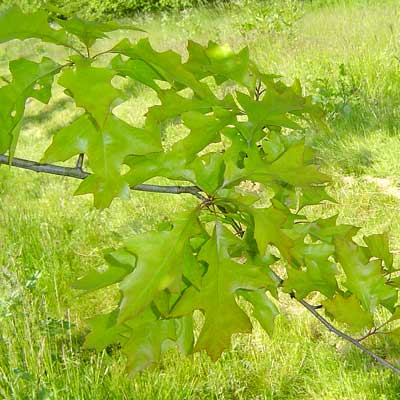 Quercus palustris. Løv. Foto 2005