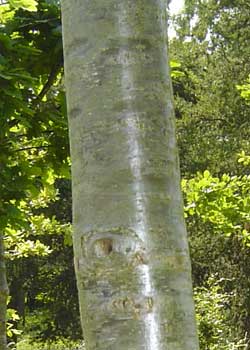 Quercus petrea. Bark. Foto 2005