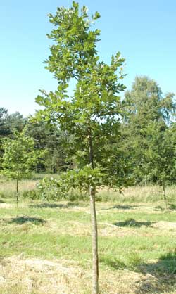 Quercus petrea. Opbygningsbeskåret. Foto 2005