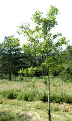 Quercus petrea. Ubeskåret. Foto 2005