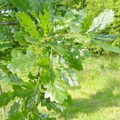 Quercus petrea. Løv. Foto 2005