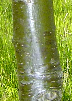 Quercus robur. Bark. Foto 2005