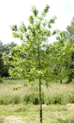 Quercus robur. Ubeskåret. Foto 2005