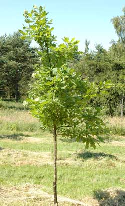 Quercus robur. Opbygningsbeskåret. Foto 2005