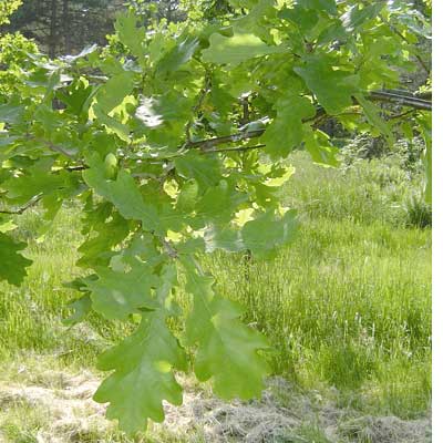 Quercus robur. Løv. Foto 2005