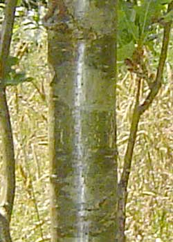 Quercus robur Fastigiata. Bark. Foto 2005