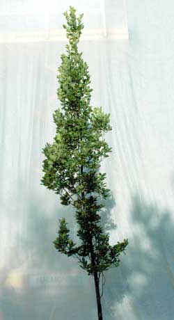 Quercus robur Fastigiata. Opbygningsbeskåret. Foto 2005