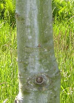 Quercus rubra. Bark. Foto 2005