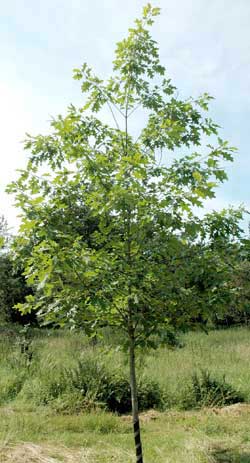 Quercus rubra. Ubeskåret. Foto 2005