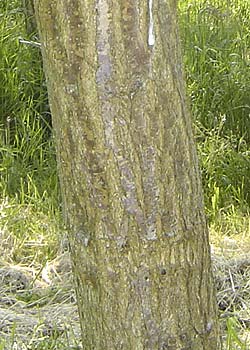 Robinia pseudoacacia. Bark. Foto 2005