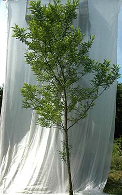 Robinia pseudoacacia Bessoniana. Ubeskåret. Foto 2005