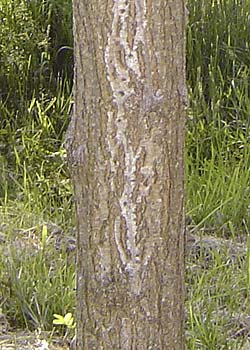Robinia pseudoacacia Nyirsegi. Bark. Foto 2005