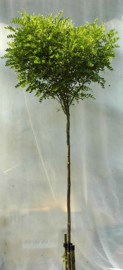 Robinia pseudoacacia Umbraculifera. Ubeskåret. Foto 2005