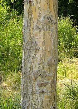Salix alba Chermesina. Bark. Foto 2005