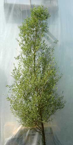Salix alba Chermesina. Ubeskåret. Foto 2005