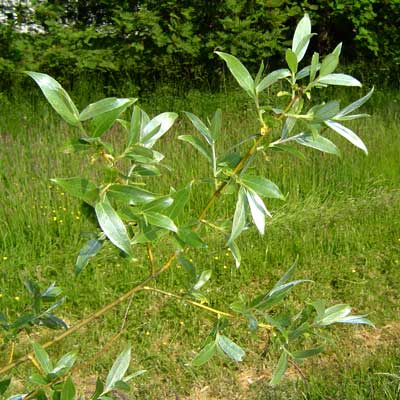 Salix alba Chermesina. Løv. Foto 2005