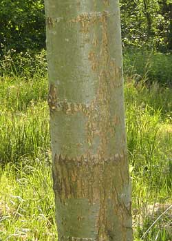 Salix alba Liempde. Bark. Foto 2005