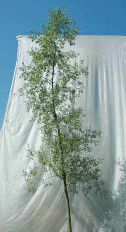 Salix alba Saba. Opbygningsbeskåret. Foto 2005