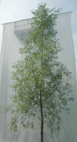 Salix alba Saba. Ubeskåret. Foto 2005