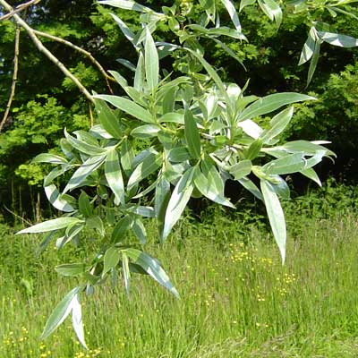 Salix alba Saba. Løv. Foto 2005