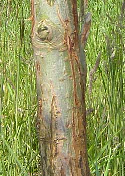 Salix alba Sericea. Bark. Foto 2005