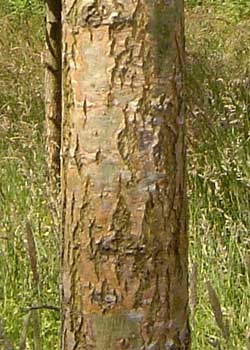Salix alba Sibirica. Bark. Foto 2005