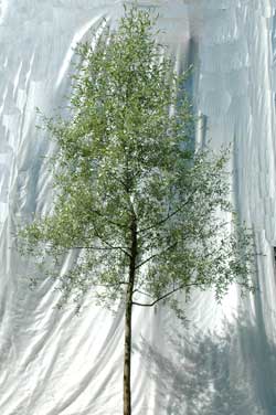 Salix alba Sibirica. Opbygningsbeskåret. Foto 2005