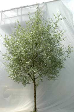 Salix alba Sibirica. Ubeskåret. Foto 2005