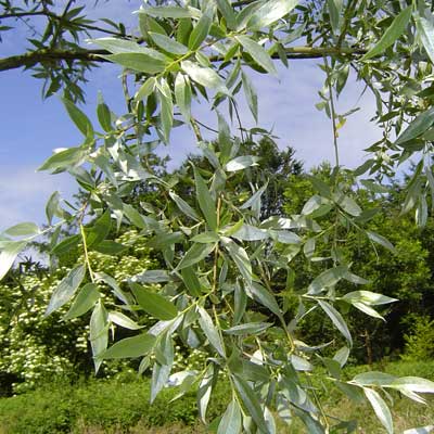 Salix alba Sibirica. Løv. Foto 2005