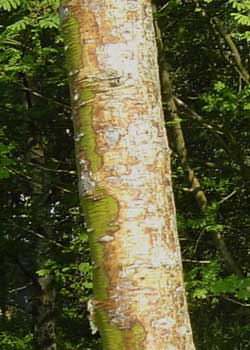 Sophora japonica. Bark. Foto 2005