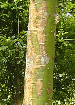 Sophora japonica Regent. Bark. Foto 2005