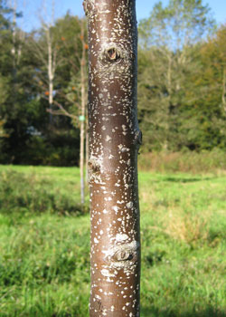 Sorbus Alnifolia Frida. Bark. 2011